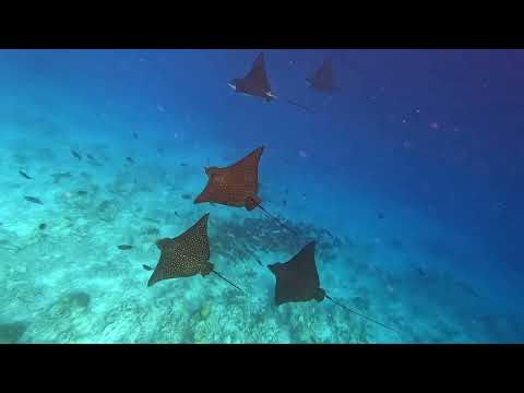 Видео: Мальдивы 2025. Снорклинг на домашнем рифе острова Расду(Rasdhoo). Февраль.