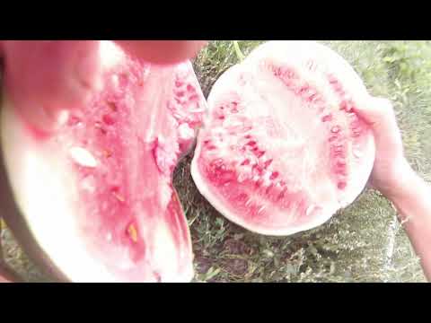 Видео: Всегда бы так жить !!! часть 1