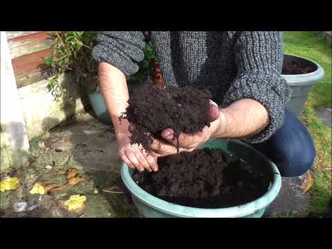 Видео: Зимующие клубнелуковицы бегонии #садоводство #садоводствовВеликобритании #контейнерноесадоводство...