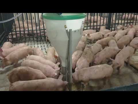 Видео: Выгрузка поросят. Новоселье на ферме. Свиноводство в удовольствие!!!