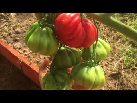 Видео: Томат Тлаколула и другие!