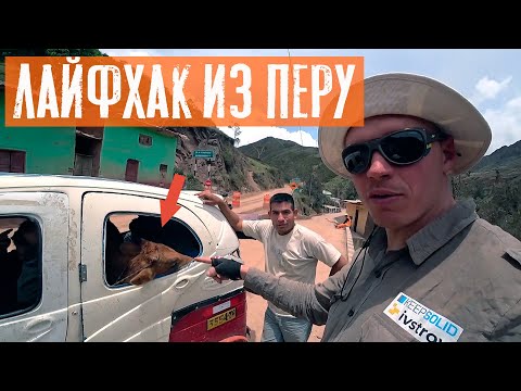 Видео: Как перевезти корову в тук-туке | Путешествие по Перу | #6