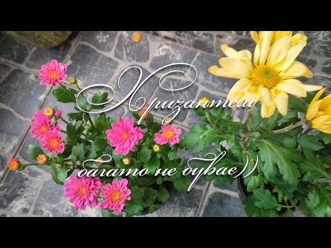 Видео: Хризантем багато не буває. Хризантеми по 30 грн.