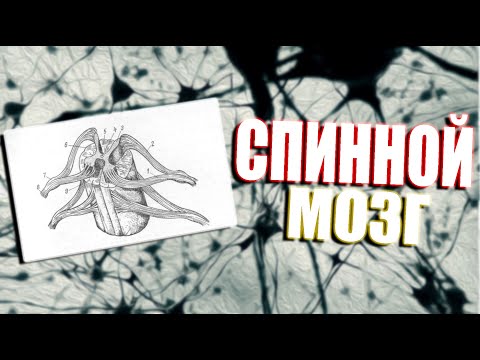 Видео: Спинной мозг.  Строения внешнее и внутреннее.