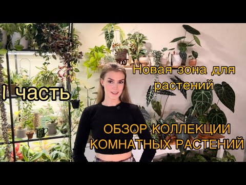 Видео: ОБЗОР КОЛЛЕКЦИИ КОМНАТНЫХ РАСТЕНИЙ 1 ЧАСТЬ /НОВАЯ ЦВЕТОЧНАЯ ЗОНА 
