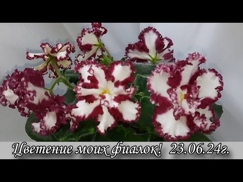 Видео: Цветение моих фиалок! Новинки и не только! 23.06.24г.