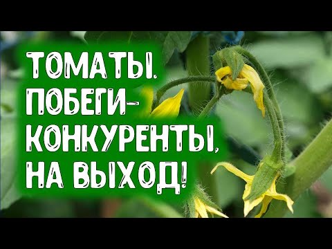 Видео: ТОМАТЫ. ПОБЕГИ-КОНКУРЕНТЫ, НА ВЫХОД! ФОРМИРУЕМ УРОЖАЙ ПОМИДОРОВ С ПОМОЩЬЮ ПАСЫНКОВАНИЯ. КОГДА И КАК
