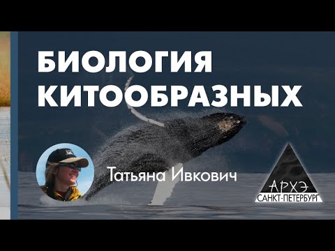 Видео: Татьяна Ивкович: "Происхождение и классификация китообразных"