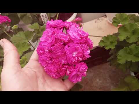 Видео: Обзор пеларгонии а в июне