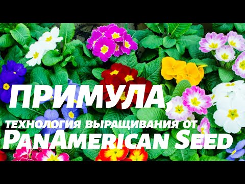 Видео: Как вырастить примулу из семян. Технология выращивания от  PanAmerican Seed