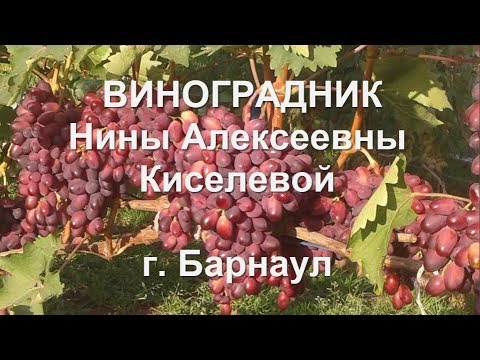 Видео: Алтайский край. #Барнаул. 2019 год. #Виноградник Нины Алексеевны Киселевой