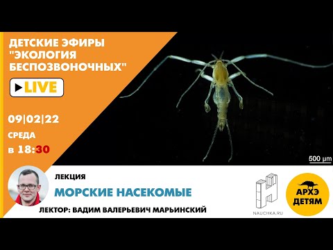 Видео: Детский эфир с лекцией Вадима Марьинского "Морские насекомые" курса "Экология беспозвоночных"