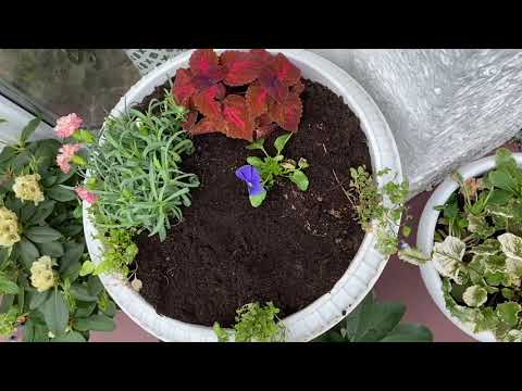 Видео: Цветочные композиции в кашпо для сада 🌸🌸🌸