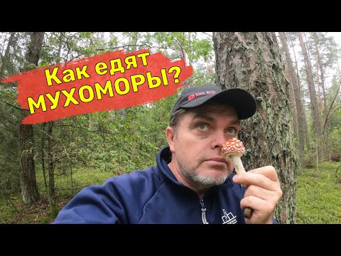 Видео: ОНИ НЕ ЯДОВИТЫЕ! Как я ЕМ МУХОМОРЫ! Собираем грибы! Где найти много грибов! НАСТОЙКА, ЧАЙ и другое!