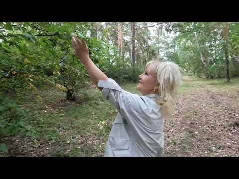 Видео: АККОЛЬ ( НА МИГ ВЕРНУТЬСЯ В ДЕТСТВО )