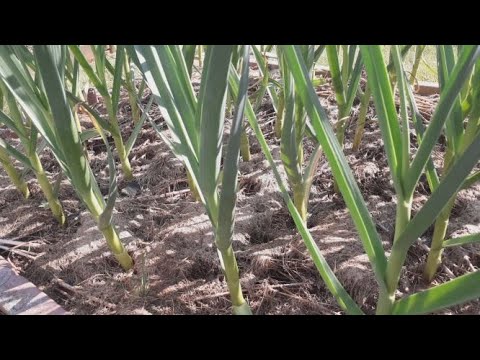 Видео: ЧЕСНОК - подкормки на крупную головку