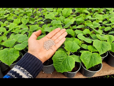 Видео: АЗОФОСКА - БЮДЖЕТНАЯ ПОДКОРМКА ДЛЯ ВСЕХ ВИДОВ РАСТЕНИЙ