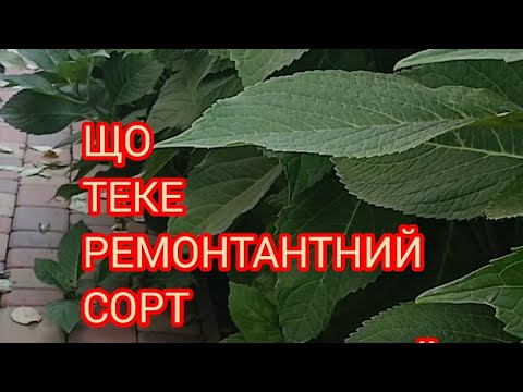 Видео: ЯК МОЖНА ЗРОЗУМІТИ ,ЩО ТАКЕ РЕМОНТАНТНИЙ СОРТ  КРУПНОЛИСТНОЇ ГОРТЕНЗІЇ? #гортенземанка