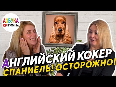 Видео: Английский кокер спаниель - груминг, темперамент. Агрессия на людей и собак