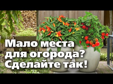 Видео: ОГОРОД В КОНТЕЙНЕРАХ  МАЛО МЕСТА, А УРОЖАЙ  - СУПЕР!