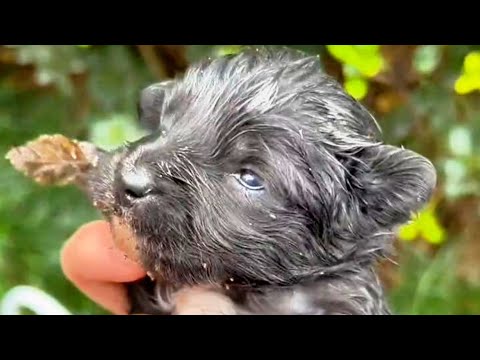 Видео: Добродетельная девушка стала двумя матерями бездомных щенков!