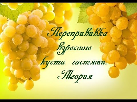 Видео: Перепрививка  взрослого  куста частями. Теория