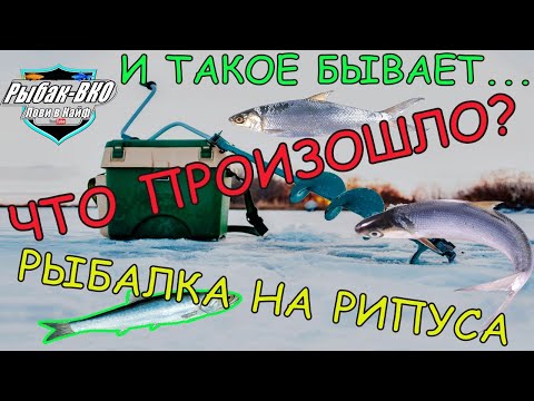 Видео: И ТАКОЕ БЫВАЕТ... ЧТО   ПРОИЗОШЛО ??? РЫБАЛКА  НА  РИПУСА.
