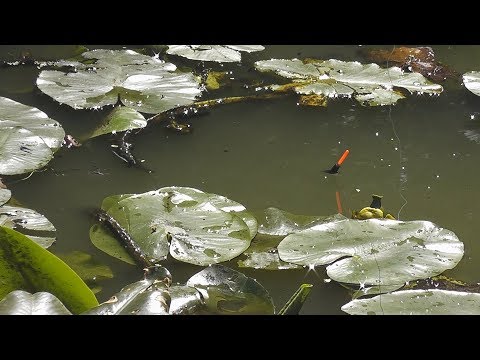 Видео: ЖОР КАРАСЯ В ЛЕСНОЙ РЕЧКЕ|ГЛУБИНА ПО КОЛЕНО А РЫБЫ МНОГО