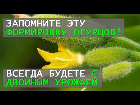 Видео: Как формировать самоопыляемые огурцы чтобы получить урожай в два раза больше?