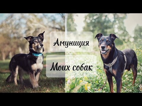 Видео: Обзор амуниции моих собак 🐾