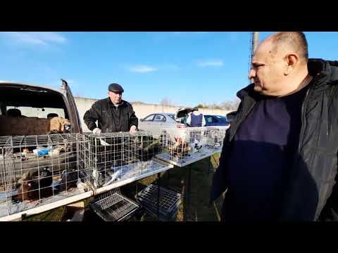 Видео: птичий рынок 10.04.2021 с. Победное (Джанкой)