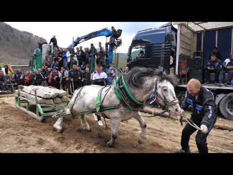 Видео: Конни състезания в 4 части, Бела Места - 2