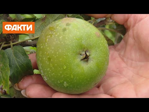 Видео: История яблок Симиренко и почему сорт знаменит во всем мире