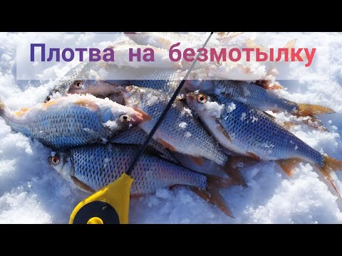 Видео: Как ловить плотву на безмотылку? Место, прикормка и гвоздешарик.