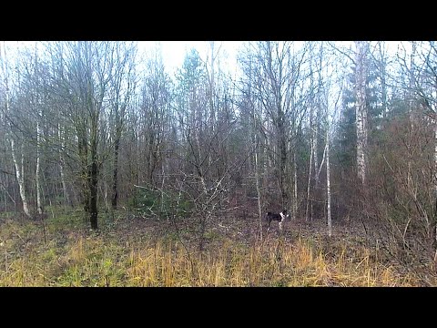 Видео: Прогулка с молодой лайкой в лес.