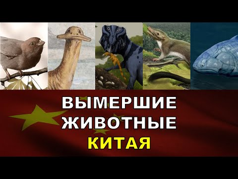 Видео: 5 Вымерших Животных Китая | Вымершие Животные Разных Стран