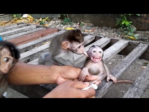 Видео: ЭТА МАЛЕНЬКАЯ ОБЕЗЬЯНА ДЕЙСТВИТЕЛЬНО ПОХОЖА НА ПИРАТА