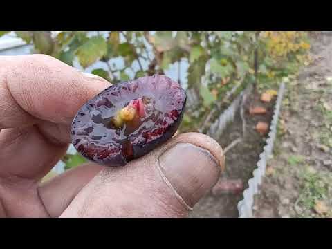 Видео: 28 октября 2025г. Готовим виноград к зиме. 