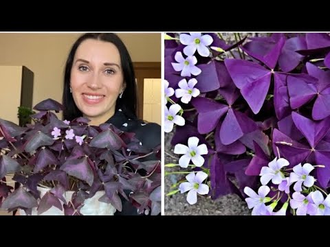 Видео: ☘️🌸ОКСАЛИС (КИСЛИЦА) УХОД  ПЕРЕСАДКА/НЕОБЫЧНЫЙ СПОСОБ РАЗМНОЖЕНИЯ#оксалис#кислица