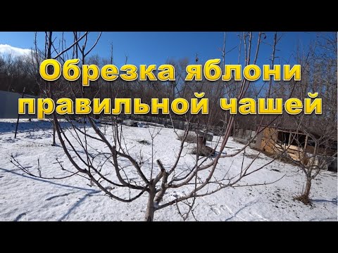 Видео: Обрезка яблони правильной чашей