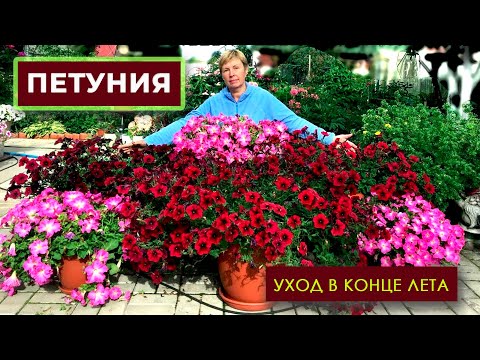 Видео: Уход за ПЕТУНИЕЙ в конце лета