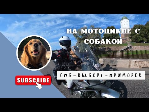 Видео: На мотоцикле с собакой в Выборг/ Приморск 🐾