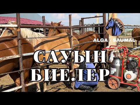 Видео: САУЫН БИЕЛЕР ТУРАЛЫ САУМАЛ КӘСІБІ АКТОБЕ - АЛҒА  ДОЙНЫЕ ЛОШАДИ ДОЙКА КОБЫЛ