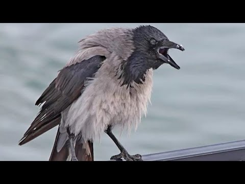 Видео: Жизнь серой вороны в городе (СССР).