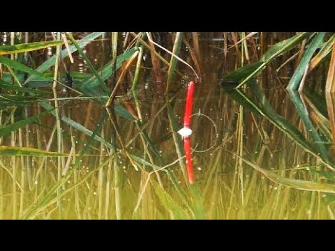 Видео: ВОТ ЭТО РАЗДАЧА! ЗАЛЕЗ В ДЕБРИ КАМЫША и НЕ ЗРЯ! рыбалка на поплавок