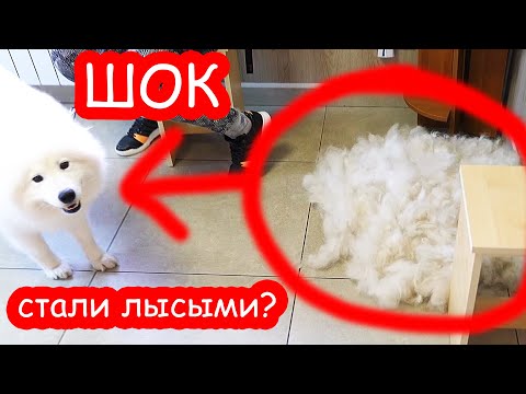 Видео: VLOG ШОК. Что сделал грумер. Как будто овцу подстригли.