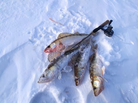 Видео: Весенний судак на блесну со льда.