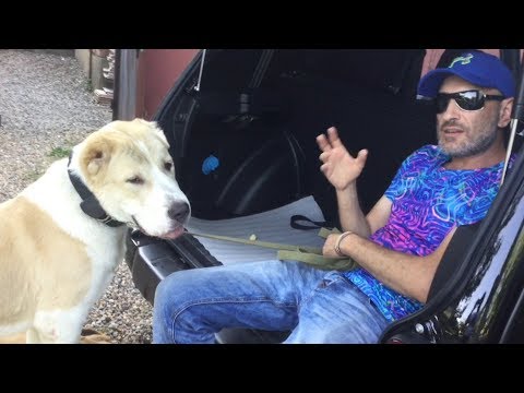 Видео: Как научить собаку прыгать в багажник(Алабай)один из способов