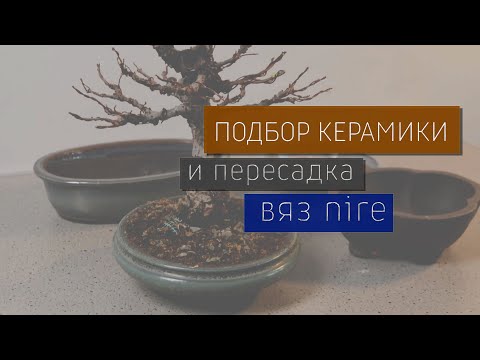 Видео: Подбор керамики для бонсай. Мелколистный вяз nire | Elm nire bonsai tree repotting.