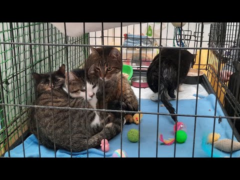 Видео: 🐈 Котики из приюта мечтают о доме. Киев ВДНХ.